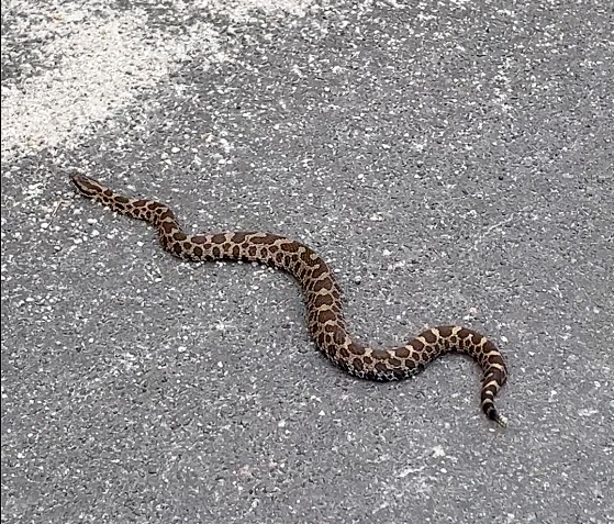 Massive Massasauga rattlesnake spotted in Ontario (video)