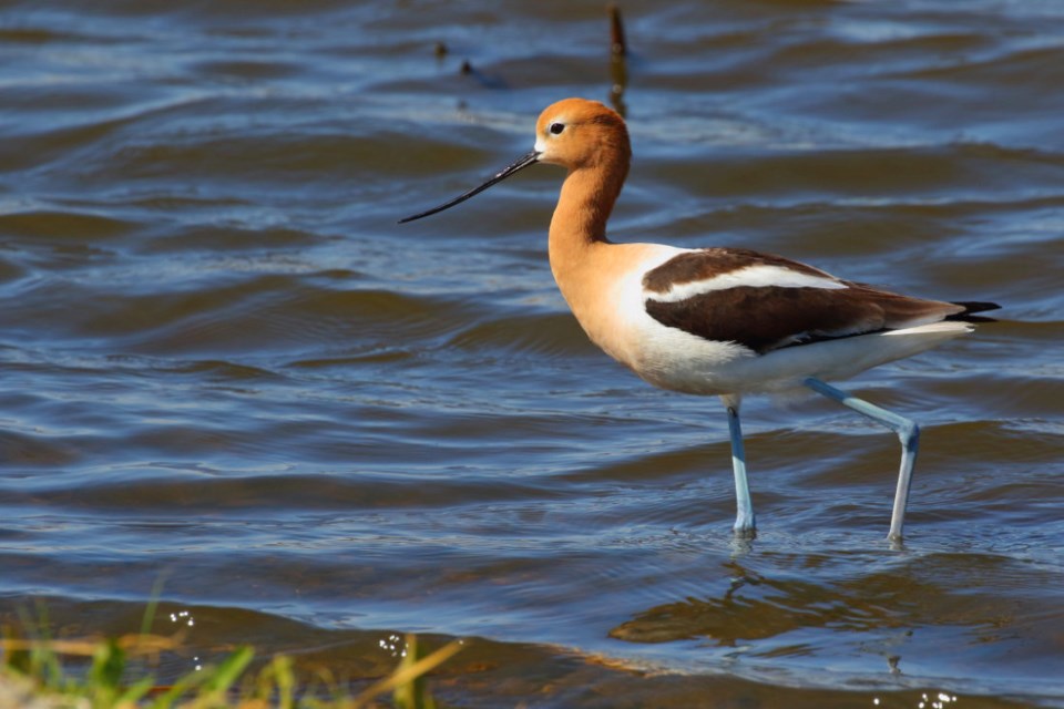 American avocet is a shorebird you may see. Its striking colour includes blue/green legs.