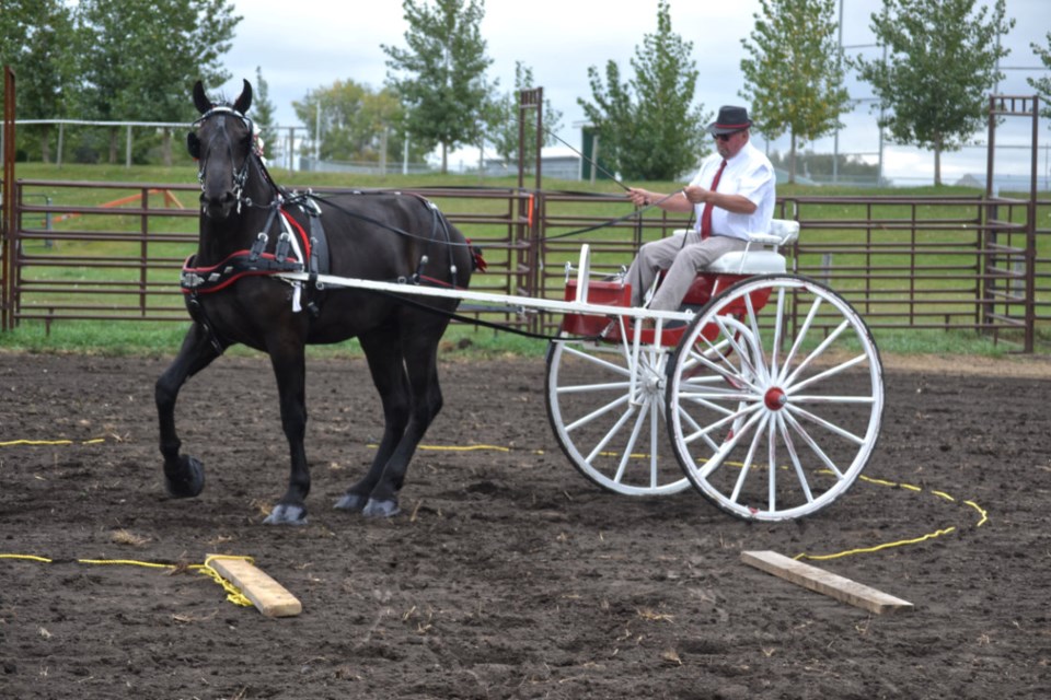  Jim Lane of Lone Oak Percherons in Birtle turns to exit the key during the pattern class in the Manitoba Pennwoods Draft Horse Futurity on Sept. 17. 