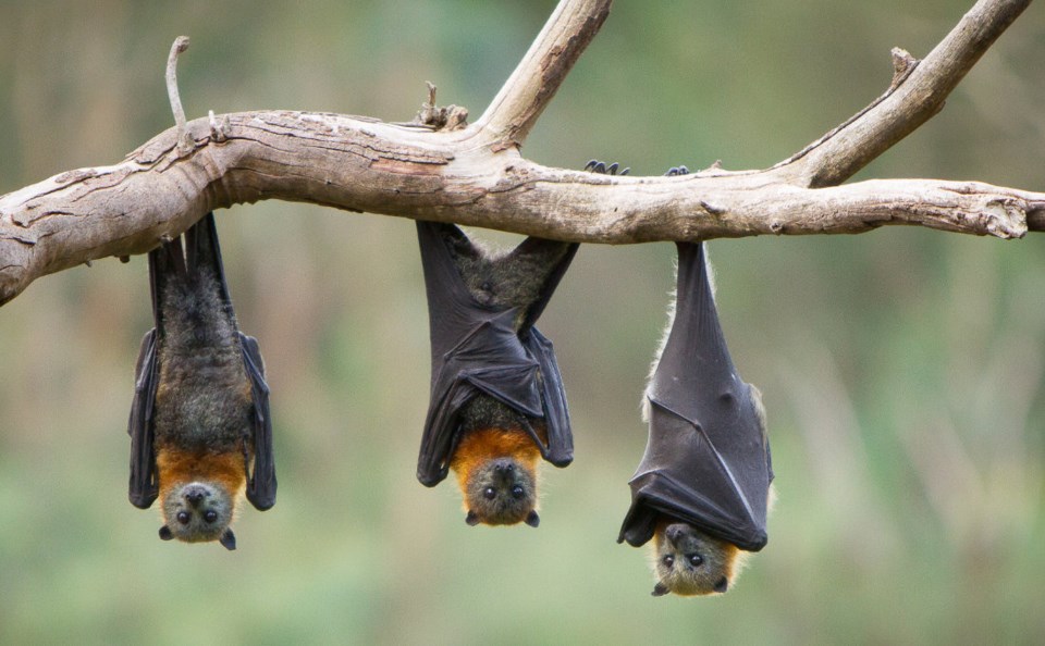 hanging-bats