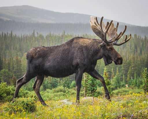 Moose