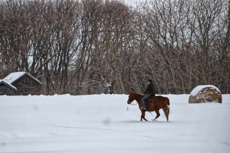 The dormant trees and sleeping countryside under a blanket of snow provide a stark contrast to the active horse and his rider