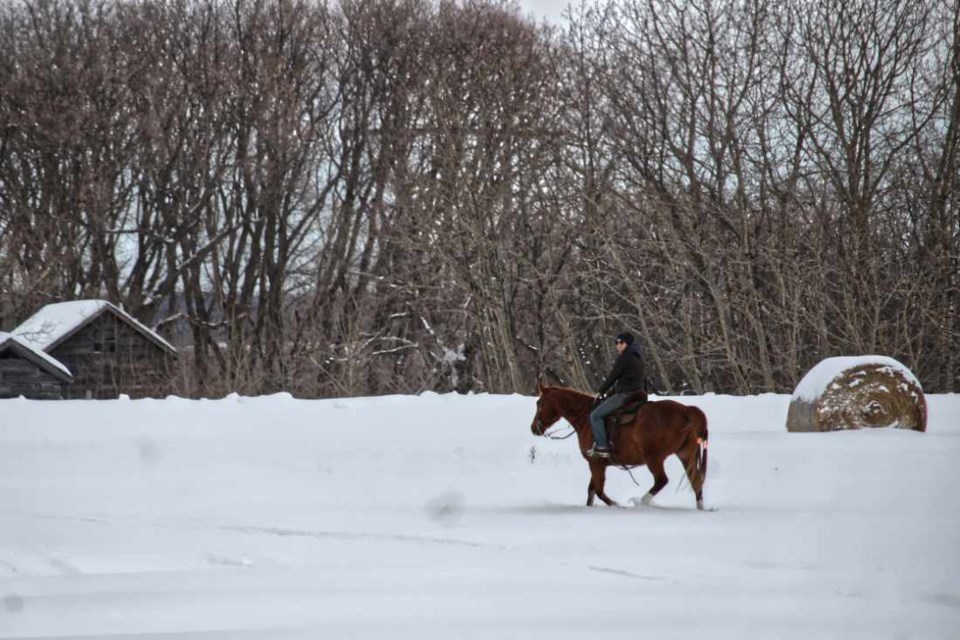 Horse and rider in a snow covered field.: Photo Gallery - Virden Empire