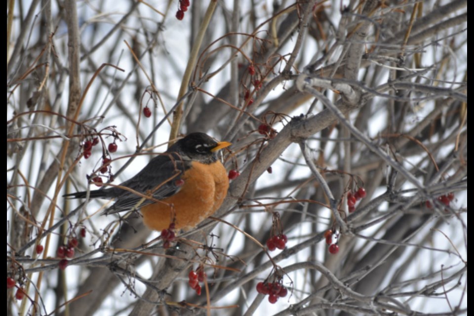 Why did this robin decide to stay last December? And did he survive? By amassing data from other watchers, bird patterns may emerge.