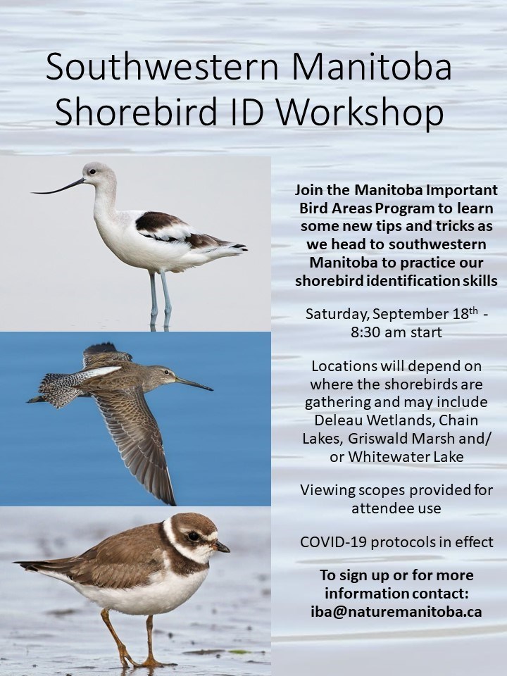 thumbnail_Southwestern Manitoba Shorebird ID Workshop