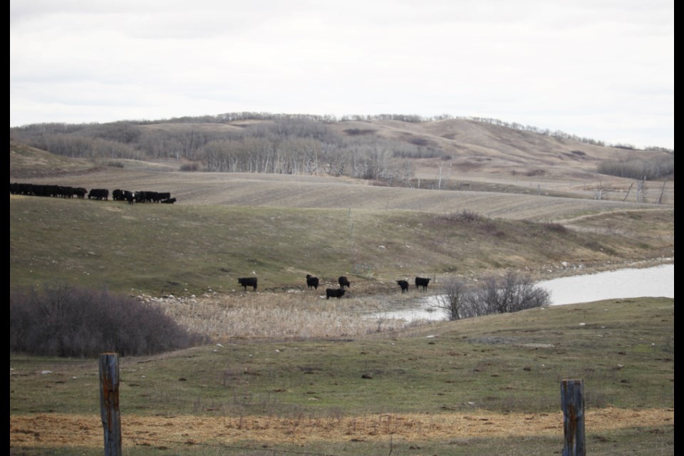 There's a hint of green on the hills of Arrow River. Throughout Western Manitoba cattle may be out of their wintering yards but are still on dry feed.