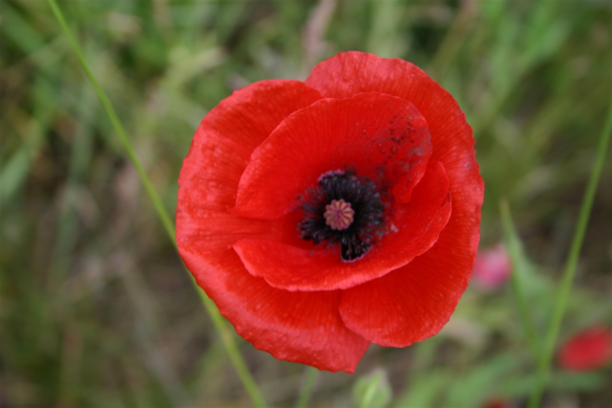 2023 National Poppy Campaign now underway