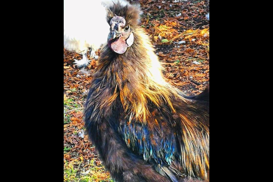 This proud bird is an example of the exotic poultry found at Little Eden Farm. 