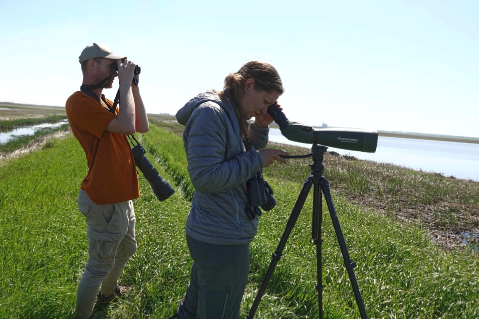 Volunteers searching for shorebirds