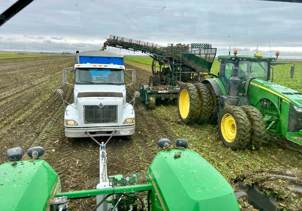 sugar-beets-harvest