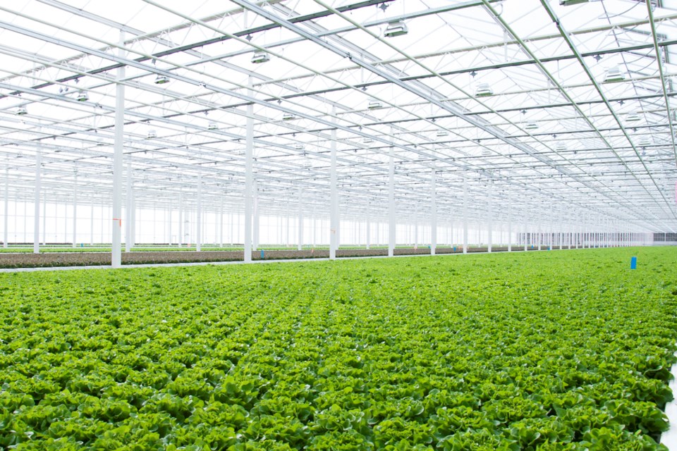 The Inspired Greens Greenhouse in Coaldale Alberta supplies lettuce to every Wendy’s location in Canada. 