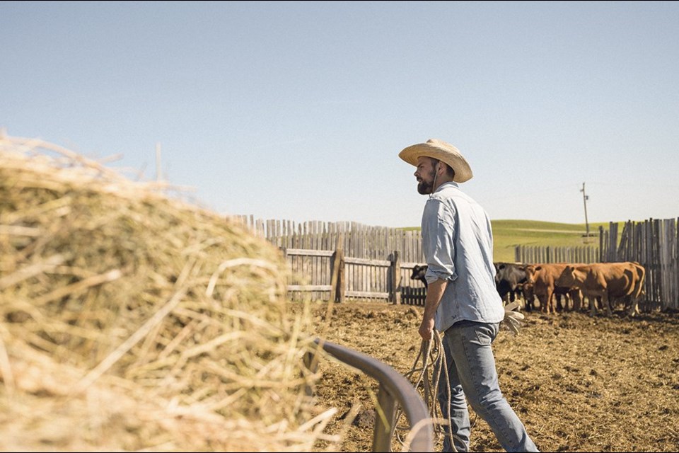 Farmer Brandt Fradette tends to cattle near Radville in southern Saskatchewan. Fradette says the operation is suffering from poor hay crop yields this summer. | Tegan Barr 

