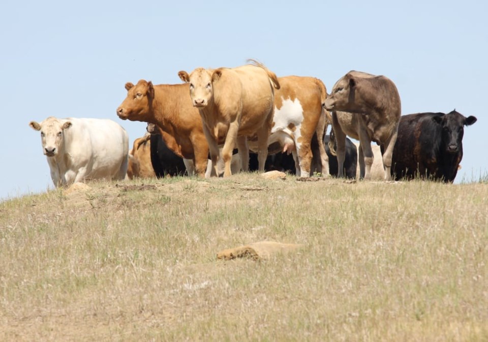 cattle-on-dry-pasture