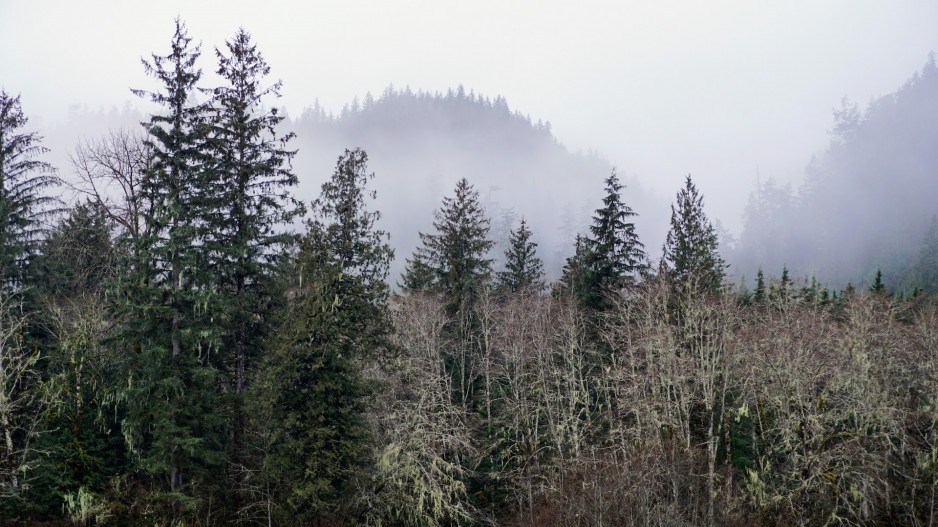 fries-creek-across-fishermans-park-squamishcreditandrewhughes