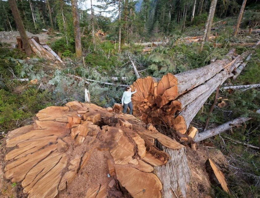 nahmint-valley-logging