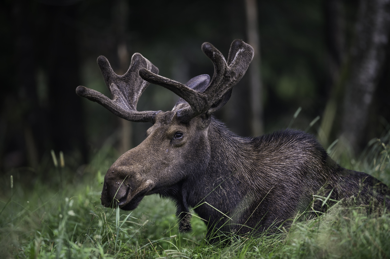 Two moose shot and left to spoil near Sioux Lookout - Tbnewswatch.com