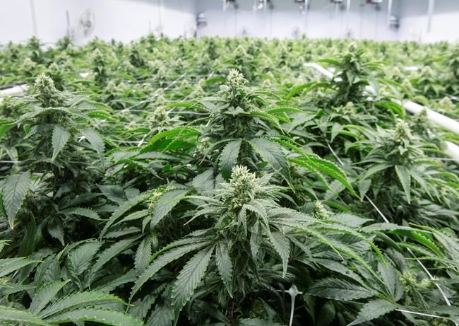 Securities regulators issue guidance on disclosure for cannabis industry