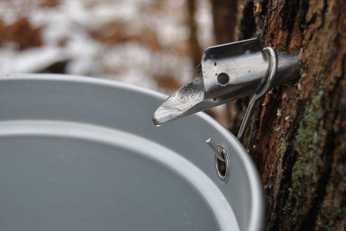Northern Ontario maple producers eligible for funds to grow their business - SooToday